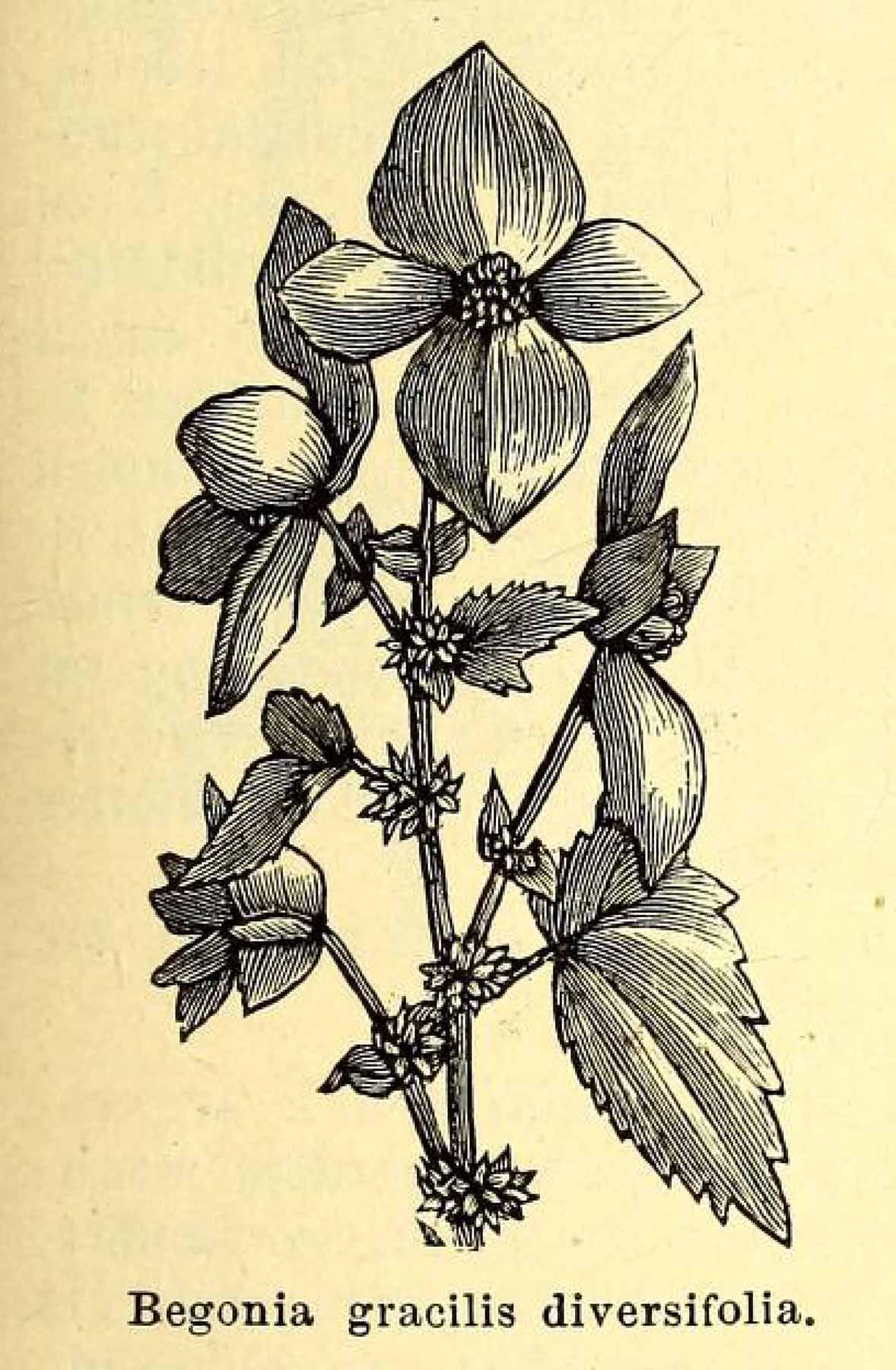 B. gracilis var. diversifolia